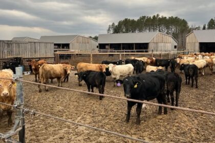 why-this-first-nations-group-is-buying-wholesale-beef-from-a-northern-ontario-farm
