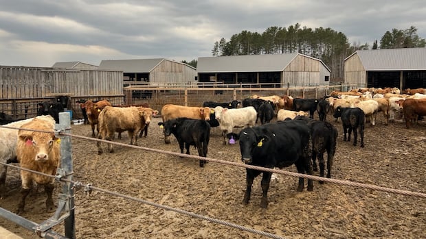 why-this-first-nations-group-is-buying-wholesale-beef-from-a-northern-ontario-farm