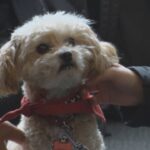 therapy-dogs-show-love-to-stressed-out-students