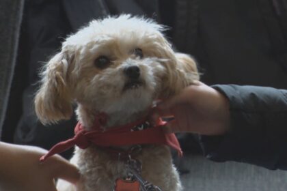 therapy-dogs-show-love-to-stressed-out-students
