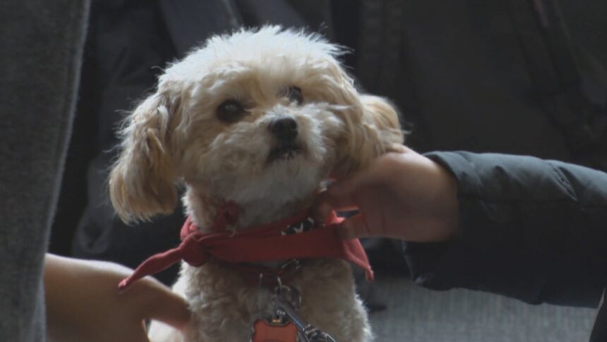 therapy-dogs-show-love-to-stressed-out-students