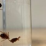 does-lemongrass-really-repel-ticks?-this-expert-decided-to-find-out