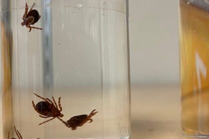 does-lemongrass-really-repel-ticks?-this-expert-decided-to-find-out