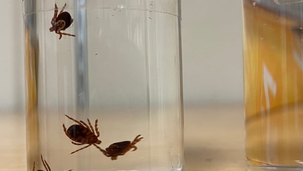 does-lemongrass-really-repel-ticks?-this-expert-decided-to-find-out