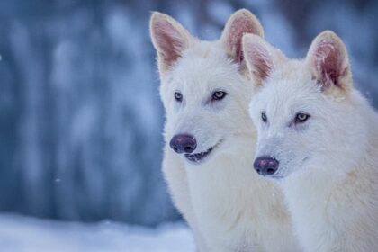 a-biotech-company-has,-sort-of,-revived-the-long-extinct-dire-wolf