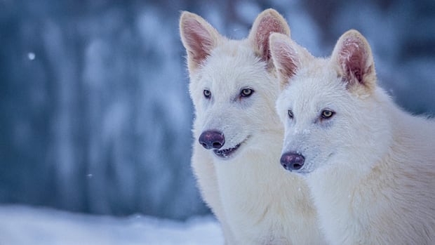 a-biotech-company-has,-sort-of,-revived-the-long-extinct-dire-wolf