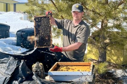 sask.-beekeepers-hope-to-avoid-sting-of-killer-parasite,-tariffs-on-honey-production