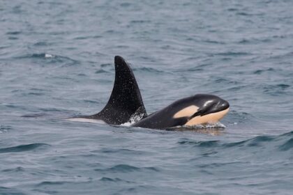 ‘sign-of-hope’-for-endangered-killer-whales-as-research-centre-confirms-newborn-calf