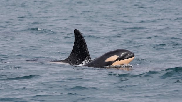 ‘sign-of-hope’-for-endangered-killer-whales-as-research-centre-confirms-newborn-calf