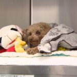 oscar-the-dog,-found-last-week-in-trash-bin,-recovering-from-surgery