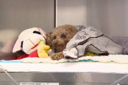 oscar-the-dog,-found-last-week-in-trash-bin,-recovering-from-surgery