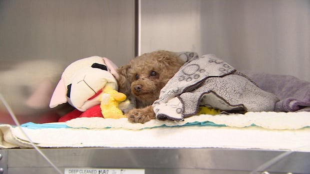 oscar-the-dog,-found-last-week-in-trash-bin,-recovering-from-surgery