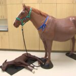 these-life-size-horse-models-will-help-u-of-s-students-practise-birthing-techniques