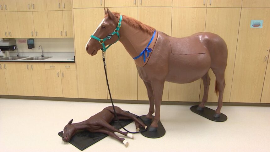 these-life-size-horse-models-will-help-u-of-s-students-practise-birthing-techniques