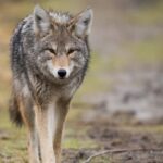 acadia-researchers-find-ns.-coyotes-have-elevated-mercury-levels