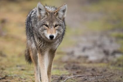 acadia-researchers-find-ns.-coyotes-have-elevated-mercury-levels