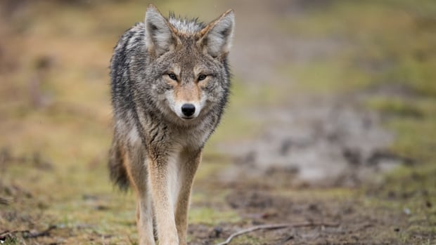 acadia-researchers-find-ns.-coyotes-have-elevated-mercury-levels