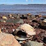 pei.-oyster-industry-bracing-for-the-impact-of-msx-as-another-season-gets-going