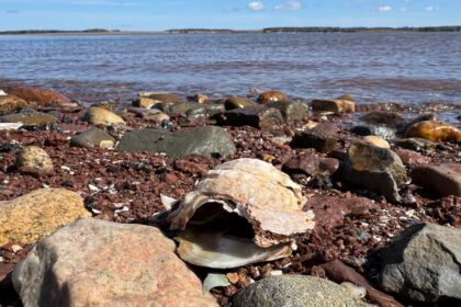 pei.-oyster-industry-bracing-for-the-impact-of-msx-as-another-season-gets-going