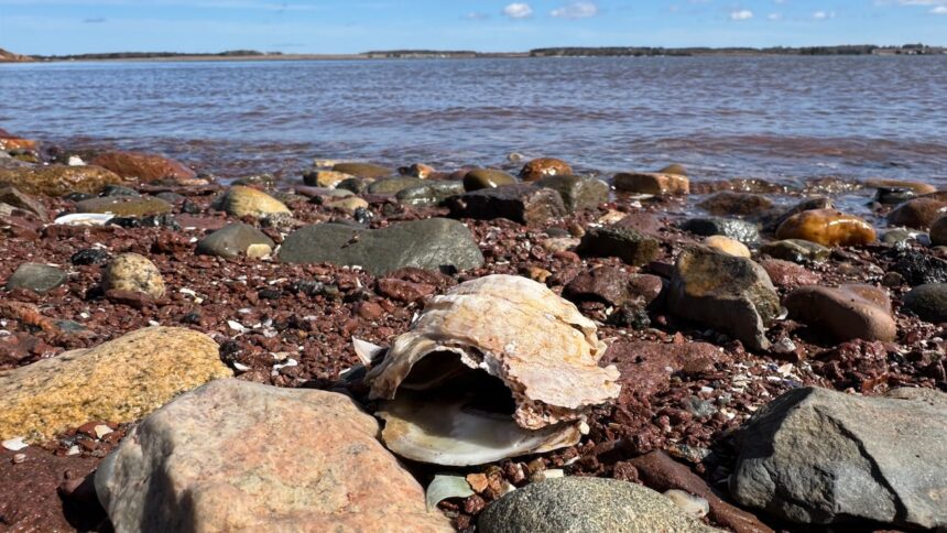 pei.-oyster-industry-bracing-for-the-impact-of-msx-as-another-season-gets-going