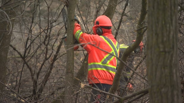 manitoba-will-expropriate-lemay-forest-to-turn-into-provincial-park,-premier-says