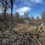 tree-cutting-possible-‘any-moment-now’-at-lemay-forest,-says-protester