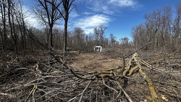 tree-cutting-possible-‘any-moment-now’-at-lemay-forest,-says-protester