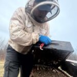 pei.-association-wants-the-island-to-be-busier-with-bees,-in-a-commercial-sense