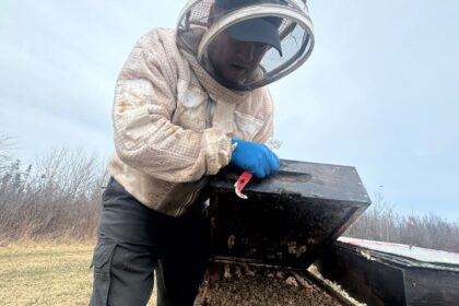 pei.-association-wants-the-island-to-be-busier-with-bees,-in-a-commercial-sense