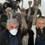federal-court-reviews-avian-flu-cull-order-for-bc.-ostrich-farm