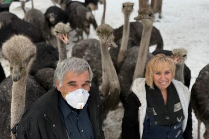 federal-court-reviews-avian-flu-cull-order-for-bc.-ostrich-farm