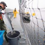 new-study-shows-increased-pathogens-near-bc.-open-net-salmon-farms
