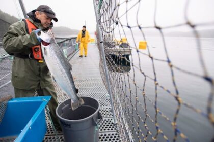new-study-shows-increased-pathogens-near-bc.-open-net-salmon-farms