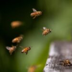 canadian-honey-farmers-fear-sting-of-china’s-canola-tariffs