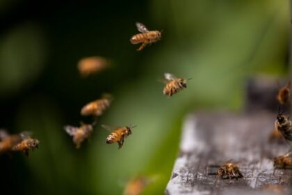 canadian-honey-farmers-fear-sting-of-china’s-canola-tariffs