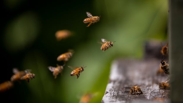 canadian-honey-farmers-fear-sting-of-china’s-canola-tariffs