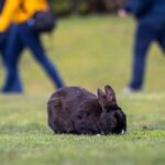 think-twice-before-gifting-a-bunny-this-easter,-animal-advocates-urge