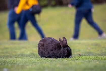 think-twice-before-gifting-a-bunny-this-easter,-animal-advocates-urge