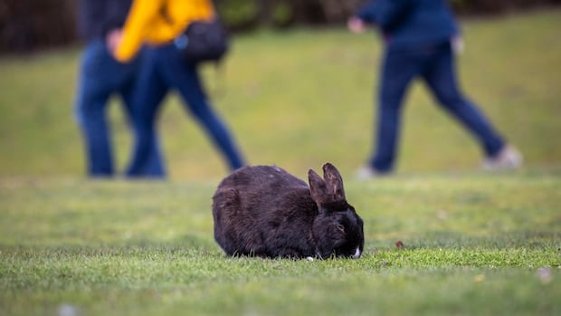 think-twice-before-gifting-a-bunny-this-easter,-animal-advocates-urge