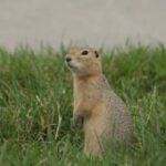 city-of-winnipeg-to-use-sulphur-gas-on-ground-squirrel-population-in-8-parks
