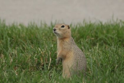 city-of-winnipeg-to-use-sulphur-gas-on-ground-squirrel-population-in-8-parks