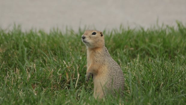 city-of-winnipeg-to-use-sulphur-gas-on-ground-squirrel-population-in-8-parks