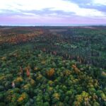 commentary:-roots-of-tomorrow:-canada’s-forests-need-our-support