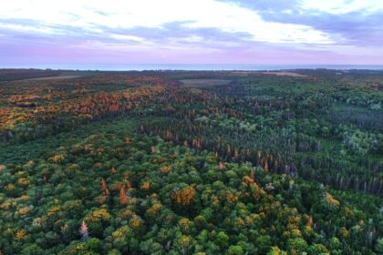 commentary:-roots-of-tomorrow:-canada’s-forests-need-our-support