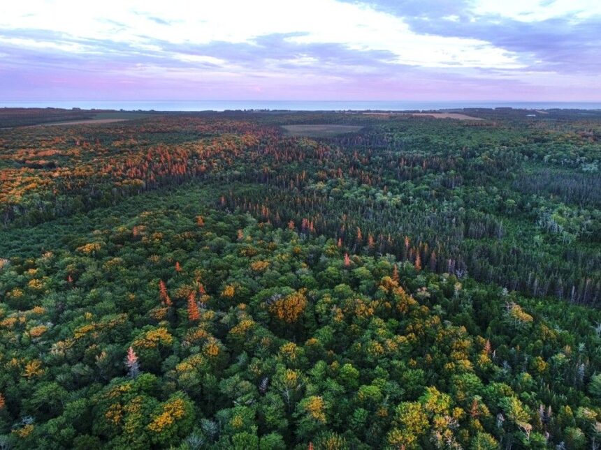 commentary:-roots-of-tomorrow:-canada’s-forests-need-our-support