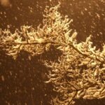 parts-of-western-manitoba-under-snowfall-warning-as-10-to-20-cm-expected-tuesday