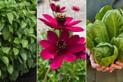 what-to-plant-in-2025:-cost-saving-annuals,-vegetables-and-herbs-for-gardens-and-containers