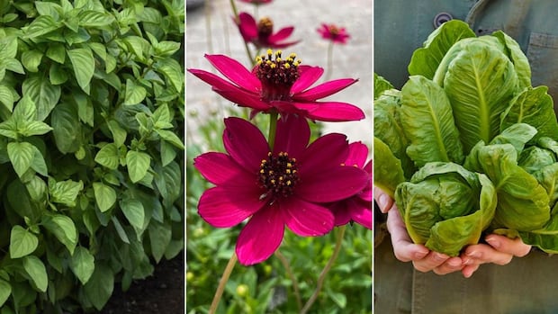 what-to-plant-in-2025:-cost-saving-annuals,-vegetables-and-herbs-for-gardens-and-containers