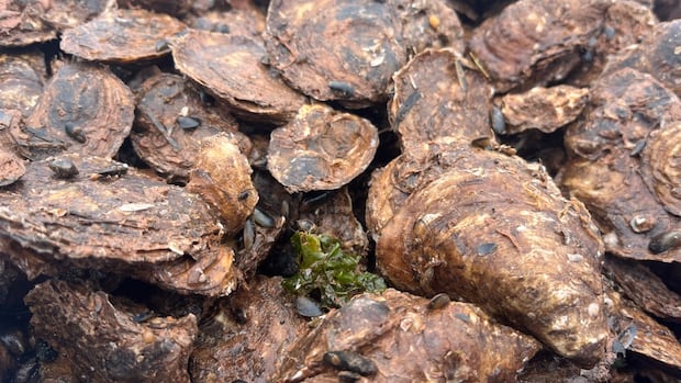 mla-raises-alarm-over-high-oyster-mortalities-linked-to-msx-ahead-of-season