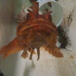 a-look-at-the-marine-animals-that-will-be-living-at-dalhousie’s-aquarium